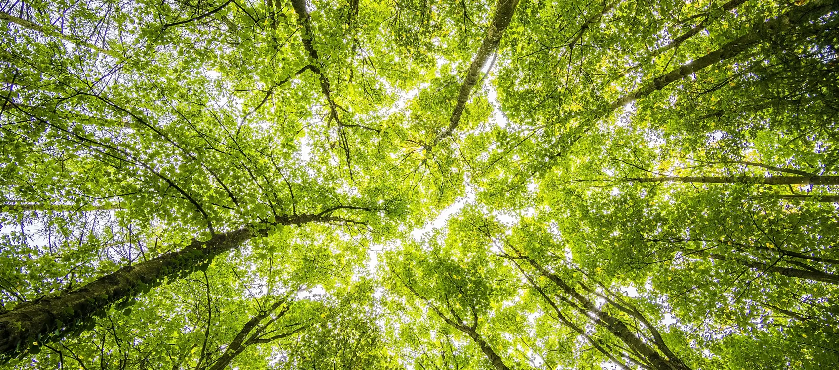 Looking up at a vibrant green canopy of trees, sunlight filters through lush leaves, creating a serene and peaceful atmosphere.