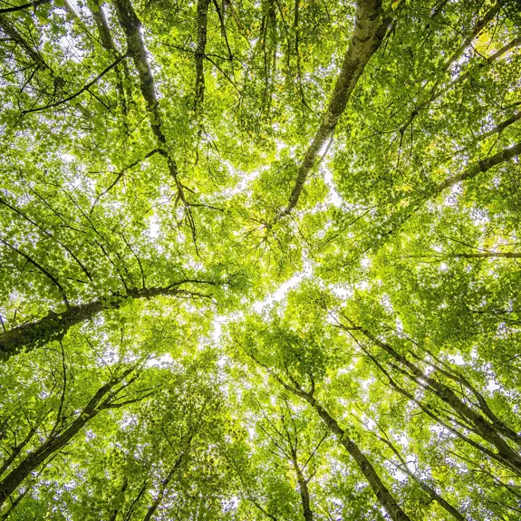 Looking up at a vibrant green canopy of trees, sunlight filters through lush leaves, creating a serene and peaceful atmosphere.
